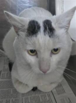 PURRITO -  Domestic Short Hair Cat for Adoption in San Bernardino, California - PURRITO | PetCurious
