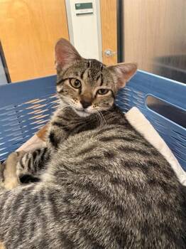 TEAK -  Domestic Short Hair Cat for Adoption in Pueblo, Colorado - TEAK | PetCurious
