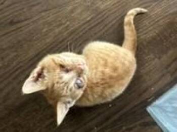 Marigold -  Domestic Short Hair Cat for Adoption in Hawthorne, New Jersey - Marigold | PetCurious