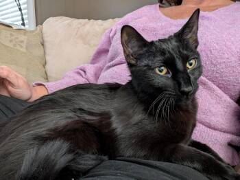 Domestic Short Hair Cats Available for Adoption - Benny | PetCurious