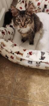 Rescue Domestic Short Hair Cats for Adoption in Town 