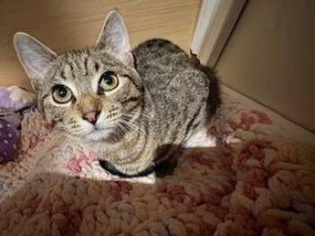 Kira -  Domestic Short Hair Cat for Adoption in Breinigsville, Pennsylvania - Kira | PetCurious