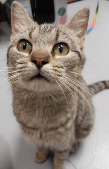 Rescue Domestic Short Hair Cats for Adoption in Washburn, Wisconsin - Loretta Lynn | PetCurious