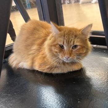 G2 -  Domestic Medium Hair Cat for Adoption in Gadsden, Alabama - G2 | PetCurious