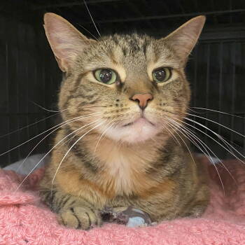 Rescue Domestic Short Hair and Torbie Cats for Adoption in Littlestown, Pennsylvania - Nina | PetCurious