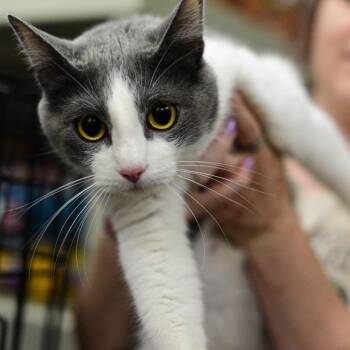 Pearl -  Domestic Short Hair Cat for Adoption in Idaho Falls, Idaho - Pearl | PetCurious