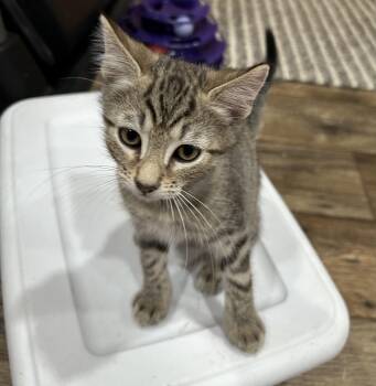 Gambit -  Domestic Short Hair Cat for Adoption in Richmond, Virginia - Gambit | PetCurious
