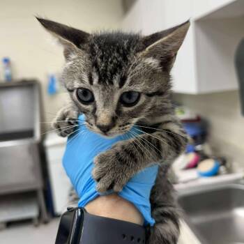 Rescue Domestic Short Hair Cats for Adoption in Bastrop, Texas - Pugsley 25-10-133 | PetCurious