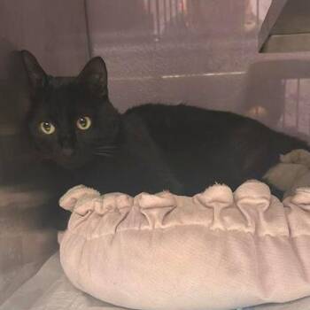 Domestic Short Hair Cats Available for Adoption - Zig Zag | PetCurious