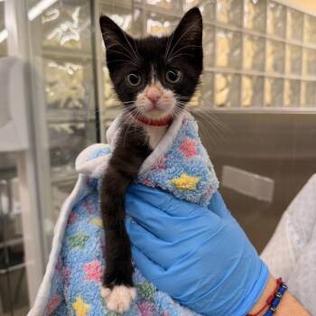 Domestic Medium Hair Cats Available for Adoption in West Palm Beach, Florida - French Fry | PetCurious