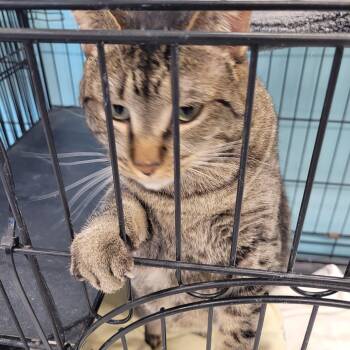 Tabby Cats Available for Adoption in Morris, Minnesota - Quinn | PetCurious