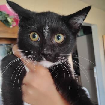 Stardust -  Domestic Short Hair Cat for Adoption in Grantsville, Utah - Stardust | PetCurious