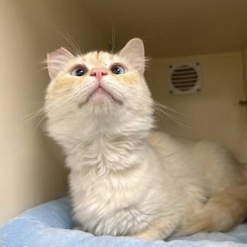 Domestic Short Hair Cats Available for Adoption in Silverdale, Washington - Dabbie | PetCurious
