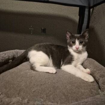 Red Vine -  Domestic Short Hair Cat for Adoption in Lutz, Florida - Red Vine | PetCurious