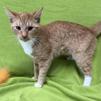 Domestic Short Hair Cats Available for Adoption - Clementine | PetCurious