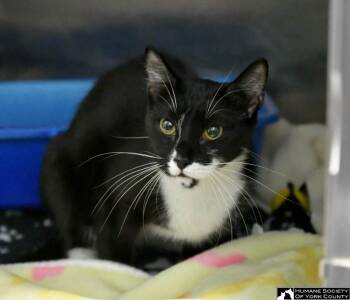 Domestic Short Hair Cats Available for Adoption in Fort Mill, South Carolina - Bluegill | PetCurious
