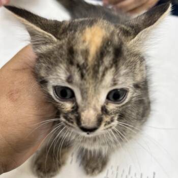 Almond -  Domestic Short Hair Cat for Adoption in Galveston, Texas - Almond | PetCurious