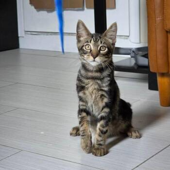 Milo -  Domestic Short Hair Cat for Adoption - Milo | PetCurious