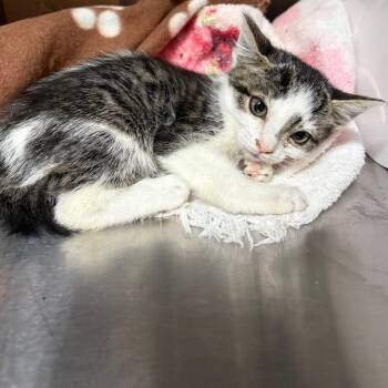Inky* -  Domestic Short Hair Cat for Adoption in San Gabriel, California - Inky* | PetCurious
