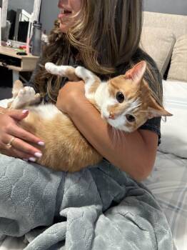 Pisoi -  Domestic Short Hair Cat for Adoption in Los Angeles, California - Pisoi | PetCurious