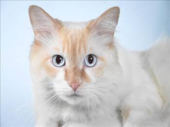 RON -  Domestic Medium Hair Cat for Adoption in Loveland, Colorado - RON | PetCurious