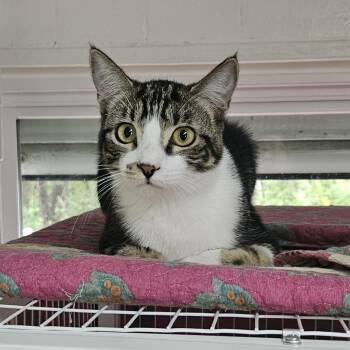 Pancake -  Domestic Short Hair Cat for Adoption in Melbourne, Florida - Pancake | PetCurious