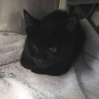 Domestic Short Hair Cats Available for Adoption in Dover, New Hampshire - Simba | PetCurious