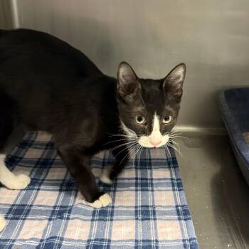 Louie -  Domestic Short Hair Cat for Adoption in Casa Grande, Arizona - Louie | PetCurious