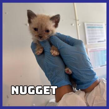 Nugget -  Domestic Short Hair Cat for Adoption in Glenwood, Minnesota - Nugget | PetCurious