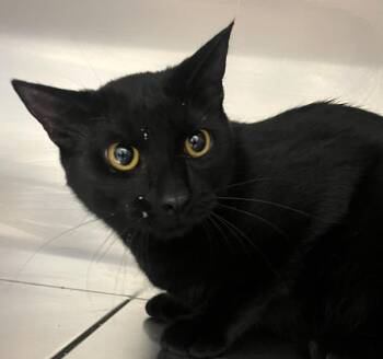 Anchovy -  Domestic Short Hair Cat for Adoption in Golden, Colorado - Anchovy | PetCurious