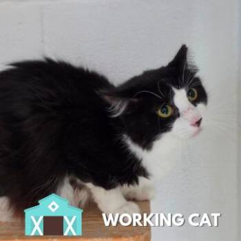 Dottie -  Domestic Long Hair Cat for Adoption in Sarasota, Florida - Dottie | PetCurious