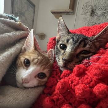 Tuna -  Domestic Short Hair Cat for Adoption in New York, New York - Tuna | PetCurious