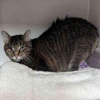 Domestic Short Hair Cats Available for Adoption in The Colony, Texas - Jelly | PetCurious