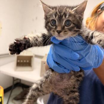 Guinevere -  Domestic Short Hair Cat for Adoption in Philadelphia, Pennsylvania - Guinevere | PetCurious