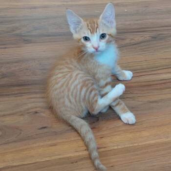 CACTUS -  Domestic Short Hair Cat for Adoption in Willows, California - CACTUS | PetCurious