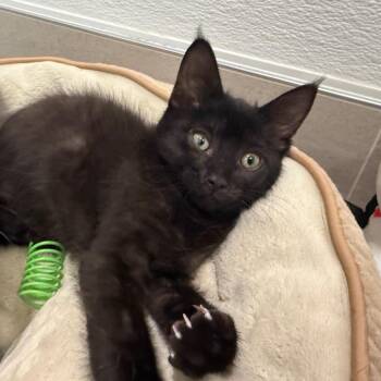 Brooklyn -  Domestic Short Hair Cat for Adoption in Wheeling, Illinois - Brooklyn | PetCurious
