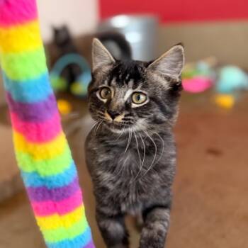 Songbird -  Domestic Short Hair Cat for Adoption in Green Bay, Wisconsin - Songbird | PetCurious