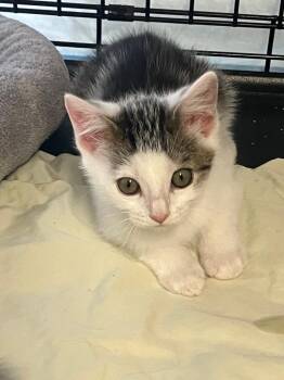 Domestic Short Hair Cats Available for Adoption in Lunenburg, Massachusetts - Lucia | PetCurious