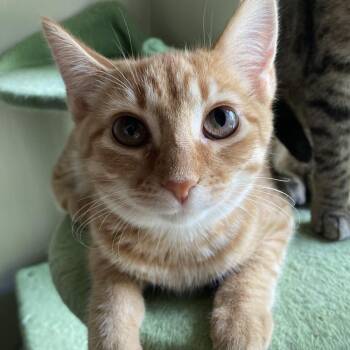 Arceus -  Domestic Short Hair Cat for Adoption in Medina, Ohio - Arceus | PetCurious