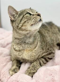 Javadi -  Domestic Short Hair Cat for Adoption in Covington, Louisiana - Javadi | PetCurious