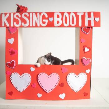 Domestic Short Hair Cats Available for Adoption in Sioux Falls, South Dakota - George Michael | PetCurious