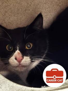 Domestic Short Hair Cats Available for Adoption in Roseville, California - Daikon | PetCurious
