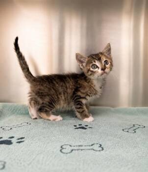Jolene -  Domestic Short Hair Cat for Adoption in Lafayette, Louisiana - Jolene | PetCurious