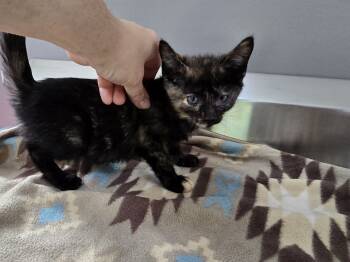 Rescue Domestic Short Hair Cats for Adoption in Dickson, Tennessee - Purrtricia | PetCurious