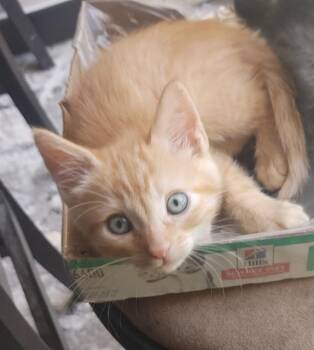 CHUNKERS -  Domestic Short Hair Cat for Adoption in Colorado Springs, Colorado - CHUNKERS | PetCurious