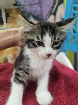 Bacon -  Domestic Medium Hair and Domestic Short Hair Cat for Adoption in Savannah, Georgia - Bacon | PetCurious