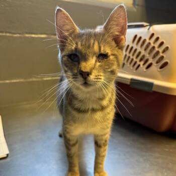 Domestic Short Hair Cats Available for Adoption in Tuscaloosa, Alabama - TUSC-Stray-83982 | PetCurious