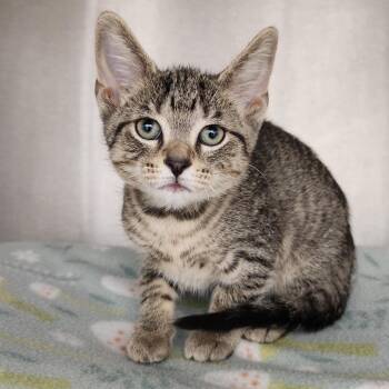 Marie -  Domestic Short Hair Cat for Adoption in Fort Wayne, Indiana - Marie | PetCurious