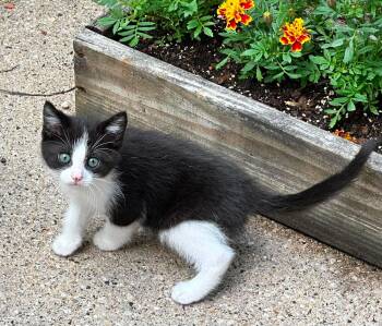 Gizmo - Sweet and affectionate -  Domestic Short Hair Cat for Adoption in Muskego, Wisconsin - Gizmo - Sweet And Affectionate | PetCurious