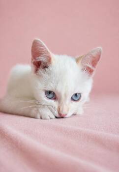 Blueberry -  Siamese Cat for Adoption in Chicago, Illinois - Blueberry | PetCurious
